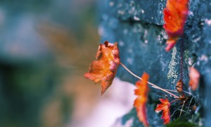 臨沂奶粉批發(fā)市場是否是全國最大的奶粉集散地之一？