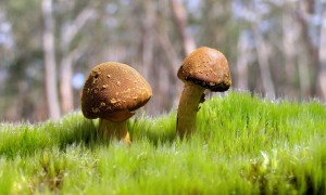 扁桃體發炎期間喝奶粉是否安全？